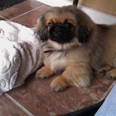 Pekingeser Møffe
