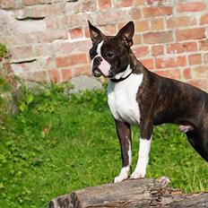 Boston terrier Cekin LaKonga