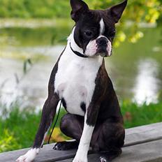 Boston terrier Cekin LaKonga