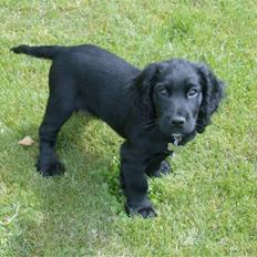 Field Trial Cockerspaniel Audi