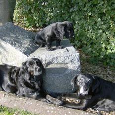 Field Trial Cockerspaniel Audi