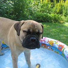 Bullmastiff  Kenzo RIP. 20-O4-2012