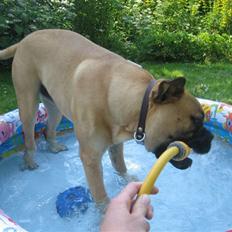 Bullmastiff  Kenzo RIP. 20-O4-2012