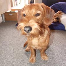 Blanding af racer hannibal