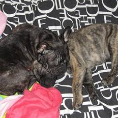 Fransk bulldog Casey