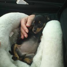 Blanding af racer <3 Diva <3