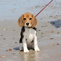 Beagle Maggie