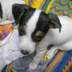 Dansk svensk gaardhund Bella