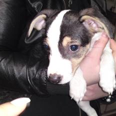 Dansk svensk gaardhund Bella