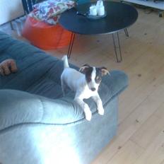 Dansk svensk gaardhund Bella