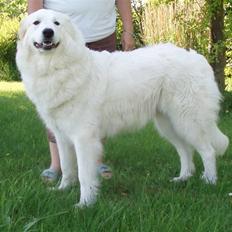 Pyreneerhund Celtia 