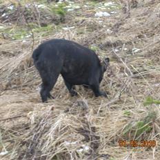 Fransk bulldog Mickey