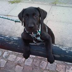 Blanding af racer Zeus