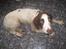 Engelsk springer spaniel - Messi. - Du mener ikke at jeg skal i bad nu? s; (efter jagt)