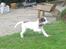 Engelsk springer spaniel - Messi.