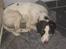 Engelsk springer spaniel - Messi. - Lige været i bad. :) Kan ikke bive ren.