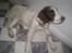 Engelsk springer spaniel - Messi.