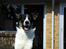 Blanding af racer Milo (Border Collie/Lab.)