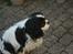 Cavalier king charles spaniel Bamse