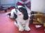Cavalier king charles spaniel Bamse