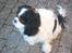 Cavalier king charles spaniel Bamse