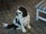 Cavalier king charles spaniel Bamse