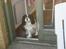 Cavalier king charles spaniel Bamse