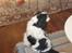 Cavalier king charles spaniel Bamse