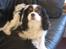 Cavalier king charles spaniel Bamse
