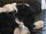 Cavalier king charles spaniel Bamse
