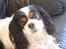 Cavalier king charles spaniel Bamse