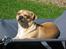 Blanding af racer Peanut   RIP.