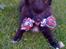 Papillon /Pomeranian -Tino <3 - Tino - 10 uger-  