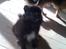 Papillon /Pomeranian -Tino <3 - MOAR :´( du må ikke skælde mig ud...  