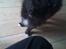 Papillon /Pomeranian -Tino <3 - What´s up dude ? :p
