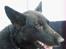 Schæferhund Isi <3 R.I.P ;´/