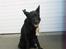 Schæferhund Isi <3 R.I.P ;´/