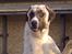 Kangal pasa