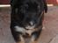 Blanding af racer Balder R.I.P.