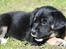 Blanding af racer Balder R.I.P. - lille Balder 5 uger