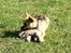 Chihuahua Peanut - hendes yndlings bamse !