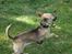 Chihuahua Peanut