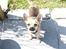 Chihuahua Peanut - har du noget til mig? :D