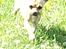 Chihuahua Peanut - her kommer jeg :D