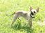 Chihuahua Peanut