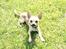 Chihuahua Peanut