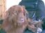 Nova scotia duck tolling retriever Andy - hygge i hans stol, dejligt;P