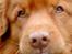 Nova scotia duck tolling retriever Andy