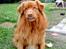 Nova scotia duck tolling retriever Andy - bevogter haven(: