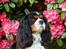 Cavalier king charles spaniel Jobbe